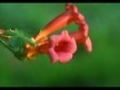 Garden Wedding Flowers - Trumpet Vine Garden Wedding Flowers - Trumpet Vine