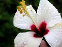 Tropical Wedding Flowers