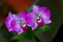 Tropical Wedding Flowers