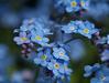 Blue Wedding Flowers