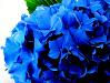 Blue Wedding Flowers