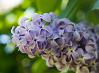 Blue Wedding Flowers