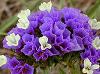 Blue Wedding Flowers