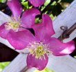 Garden Wedding Flowers - Clematis