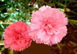 Pink Wedding Flowers - Carnation