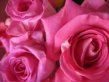 Pink Wedding Flowers - Roses