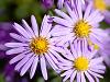 Purple Wedding Flowers - Aster