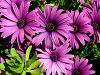 Purple Wedding Flowers - Daisy