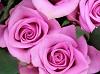 Purple Wedding Flowers - Rose