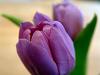 Purple Wedding Flowers - Tulip