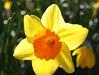 Spring Wedding Flowers - Daffodil