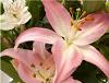 Spring Wedding Flowers - Lily