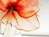 Winter Wedding Flowers - Amaryllis