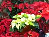 Winter Wedding Flowers - Poinsettia