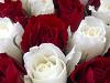 Winter Wedding Flowers - Roses