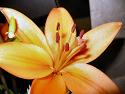 Tropical Wedding Flowers