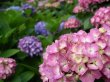 Garden Wedding Flowers - Hydrangea Garden Wedding Flowers - Hydrangea