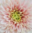 Garden Wedding Flowers - Chrysanthemum