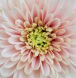 Garden Wedding Flowers - Chrysanthemum Garden Wedding Flowers - Chrysanthemum