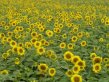 Garden Wedding Flowers - Sunflower Garden Wedding Flowers - Sunflower