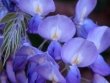 Garden Wedding Flowers - Wisteria