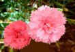 Pink Wedding Flowers - Carnation