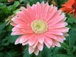 Pink Wedding Flowers - Daisy