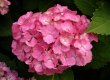 Pink Wedding Flowers - Hydrangea