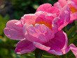 Pink Wedding Flowers - Peony