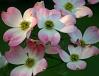 Spring Wedding Flowers - Dogwood