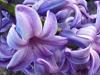 Spring Wedding Flowers - Hyacinth