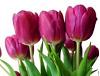 Spring Wedding Flowers - Tulip